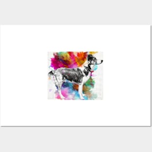 Australian Shepherd x border collie - dog Posters and Art